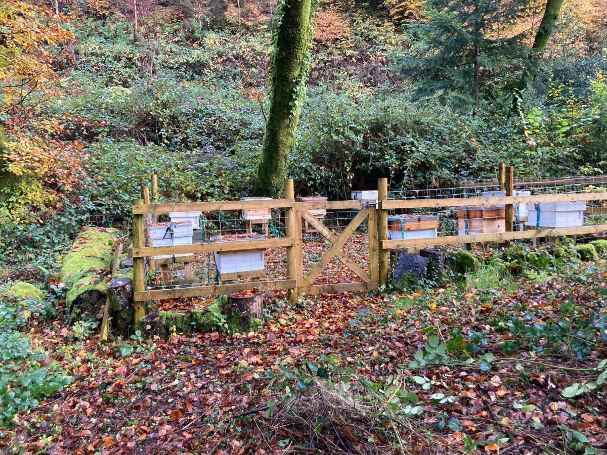 Honey Bee Cabin Llandysul Ngoại thất bức ảnh